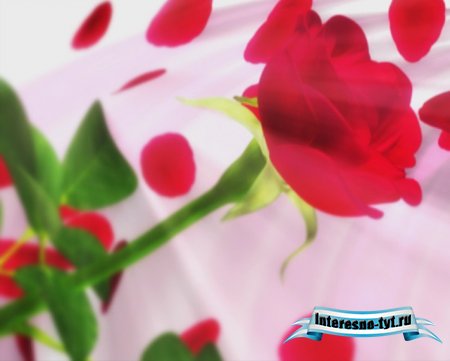 Футаж - Роза с летящими лепестками Футаж - Роза с летящими лепестками