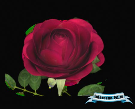 Футаж"Rosa_alfa" Футаж"Rosa_alfa"