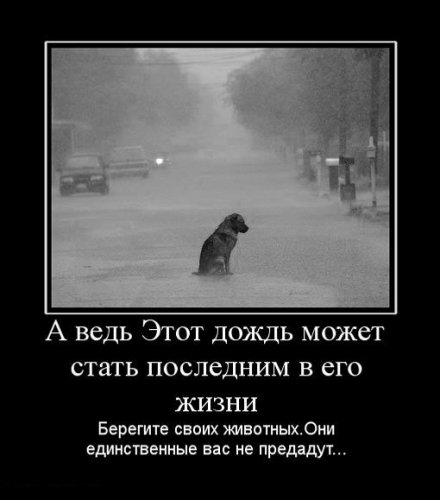 Демотиваторы Животные