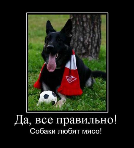 Демотиваторы Животные
