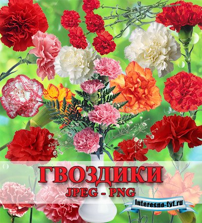 Клипарт - Гвоздики