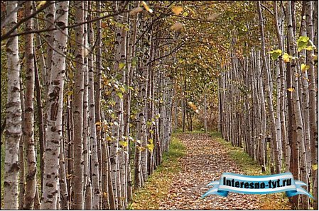 Футаж"Осень"