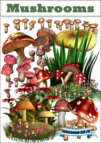 PNG Клипарт - Грибы PNG Клипарт - Грибы