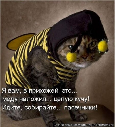 Котоматрицы