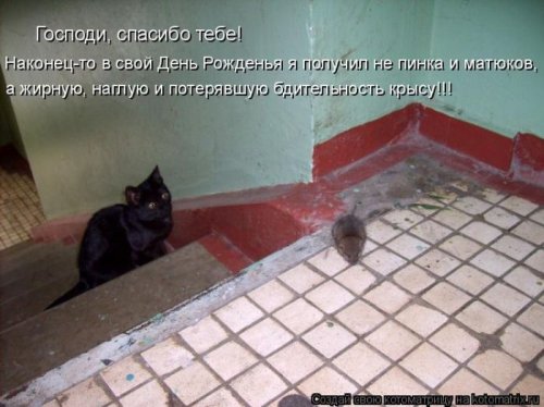 50 лучших котоматриц этой недели