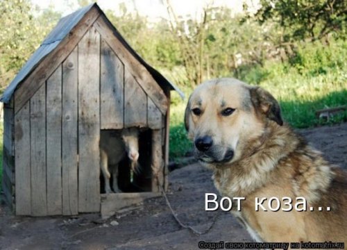 50 лучших котоматриц этой недели