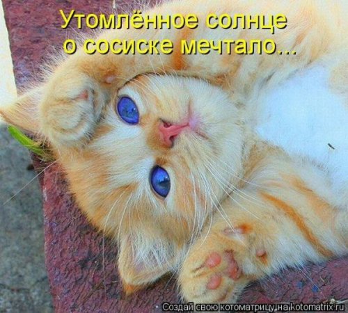 50 лучших котоматриц этой недели