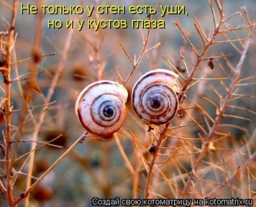 50 лучших котоматриц этой недели