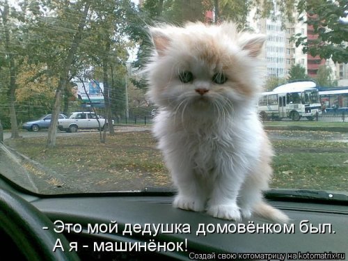 50 лучших котоматриц этой недели