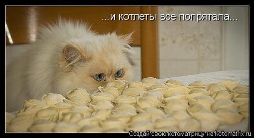 50 лучших котоматриц этой недели