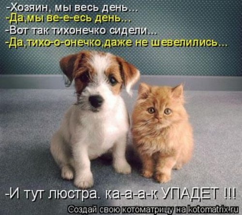 50 лучших котоматриц этой недели