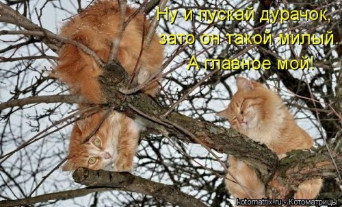 50 лучших котоматриц этой недели