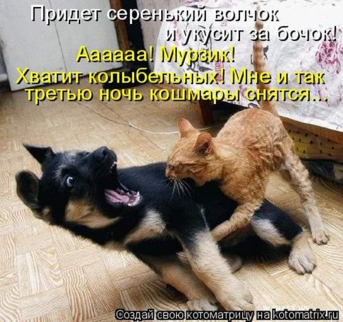 50 лучших котоматриц этой недели