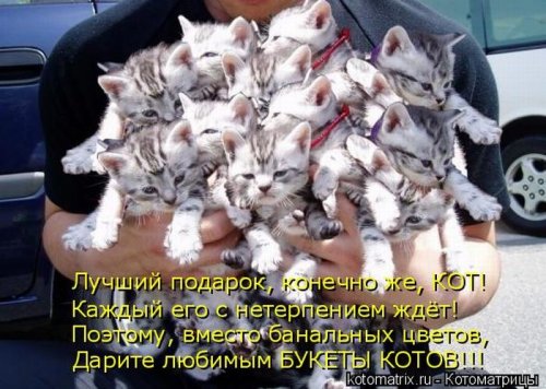 50 лучших котоматриц этой недели