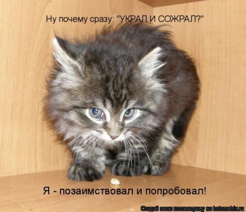 50 лучших котоматриц этой недели