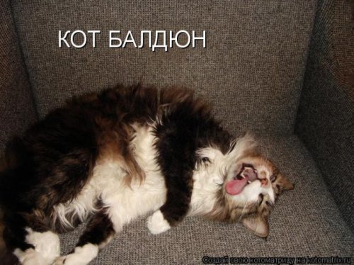 50 лучших котоматриц этой недели