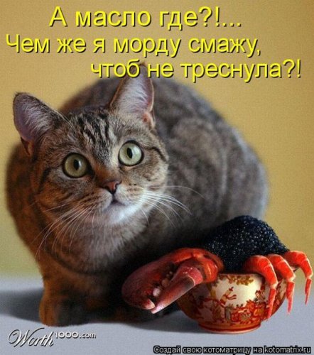 50 лучших котоматриц этой недели