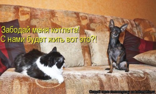 50 лучших котоматриц этой недели