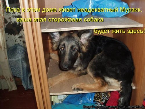 50 лучших котоматриц этой недели