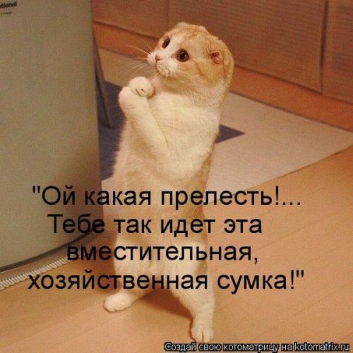 50 лучших котоматриц этой недели