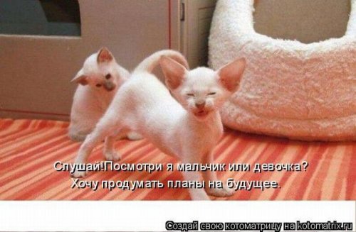 50 лучших котоматриц этой недели