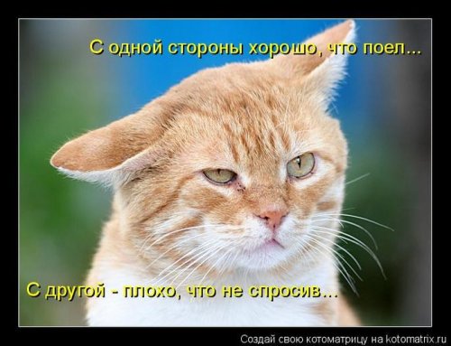 50 лучших котоматриц этой недели