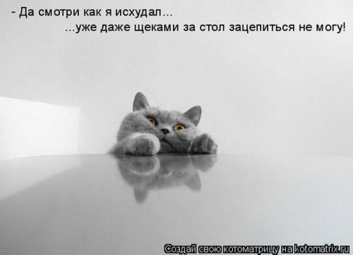 50 лучших котоматриц этой недели