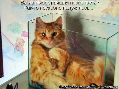 50 лучших котоматриц этой недели