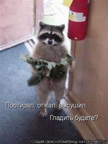 50 лучших котоматриц этой недели