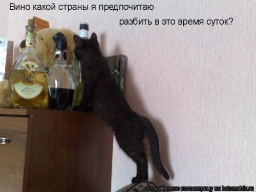 50 лучших котоматриц этой недели