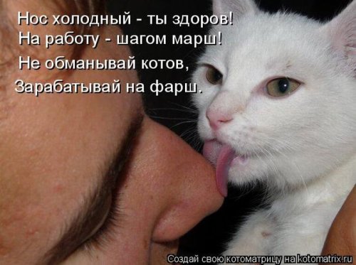 50 лучших котоматриц этой недели