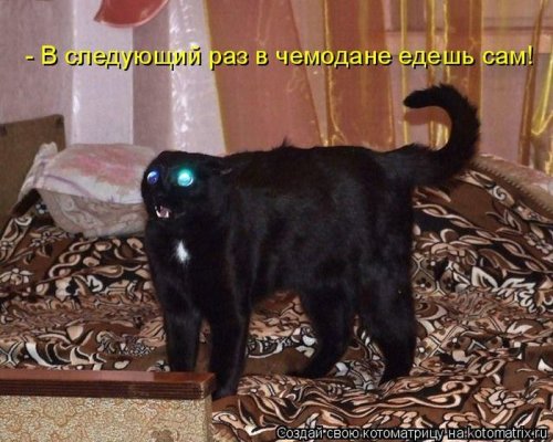 50 лучших котоматриц этой недели