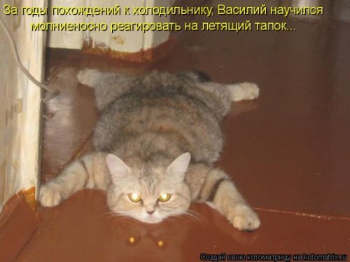 50 лучших котоматриц этой недели