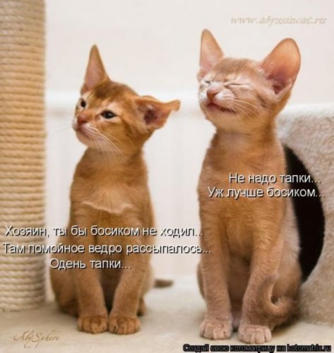 50 лучших котоматриц этой недели