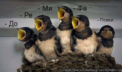 50 лучших котоматриц этой недели