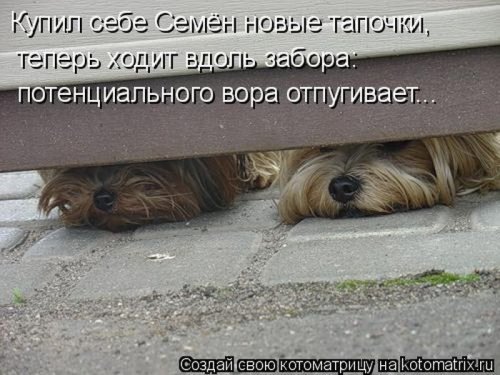 50 лучших котоматриц этой недели