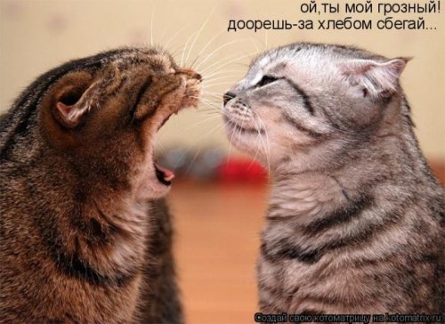 50 лучших котоматриц этой недели