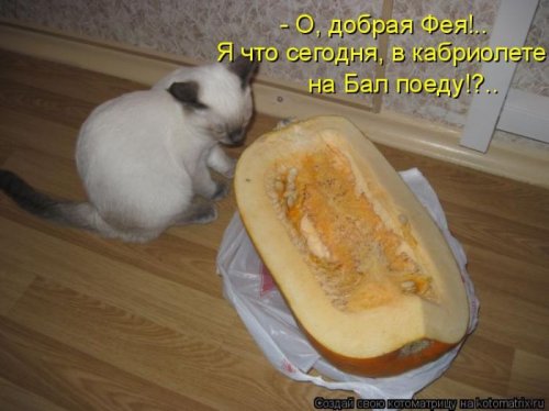 50 лучших котоматриц этой недели