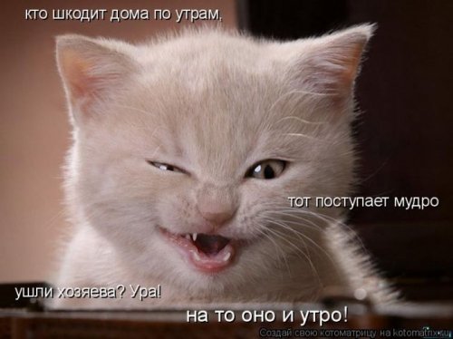 50 лучших котоматриц этой недели