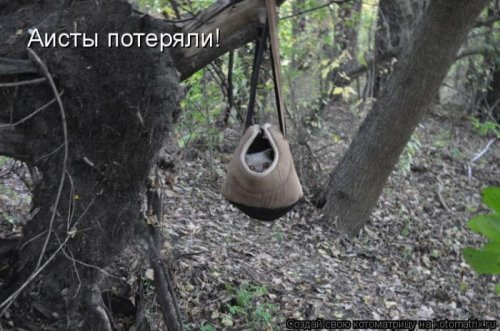 50 лучших котоматриц этой недели