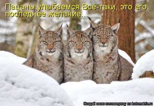 50 лучших котоматриц этой недели
