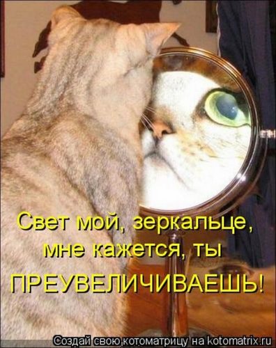 50 лучших котоматриц этой недели