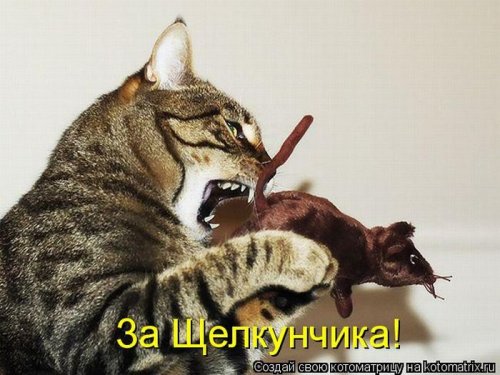 50 лучших котоматриц этой недели