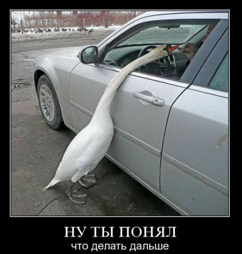 Заряд позитива на весь день