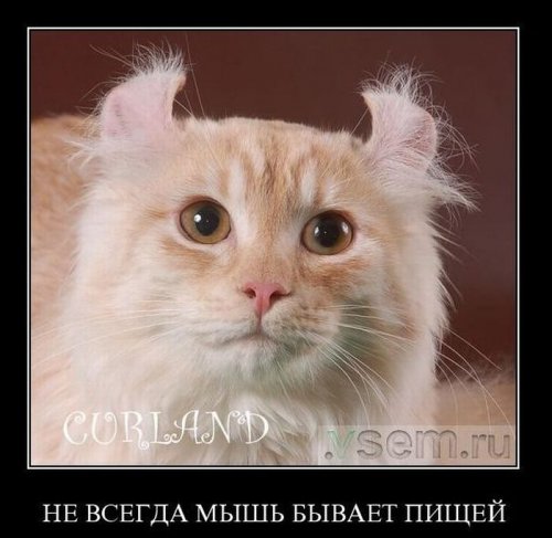 Заряд позитива на весь день