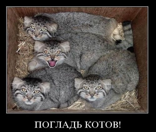 Заряд позитива на весь день