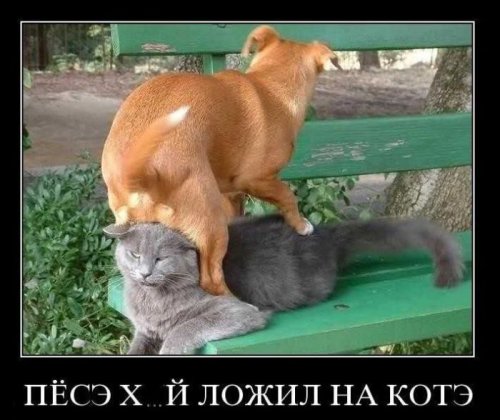 Заряд позитива на весь день