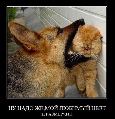 Заряд позитива на весь день