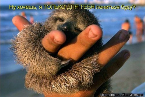 котоматрица лучшее за неделю