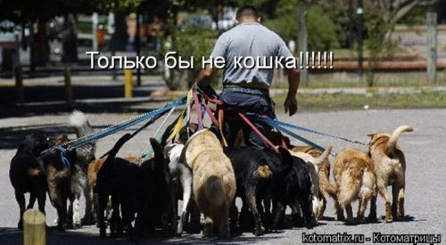 котоматрица лучшее за неделю